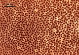 7 - Cellule corticali in visione superficiale